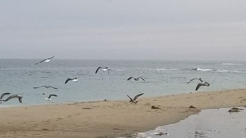 Birds flying over beach against sky