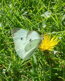 Close-up of butterfly on flower