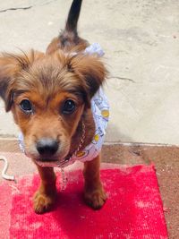 High angle portrait of dog standing on footpath