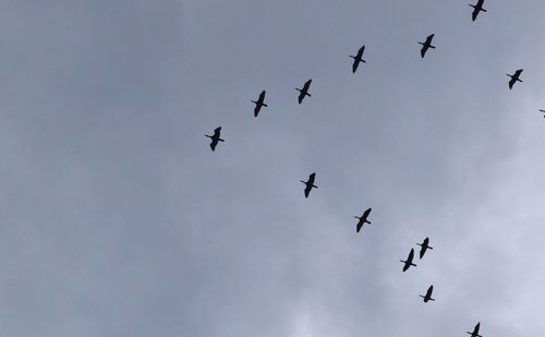 Low angle view of birds flying in sky