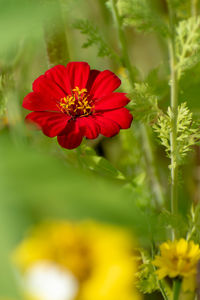 Close-up of red flowering plant