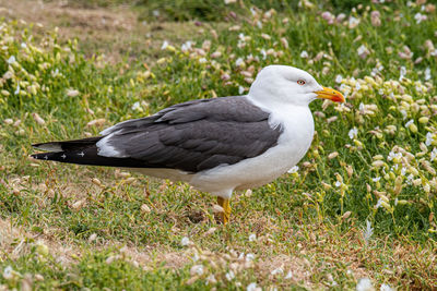 Close-up of seagull on grass