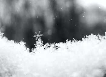 Close-up of snowflakes on snow