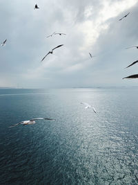 Seagulls flying over sea against sky