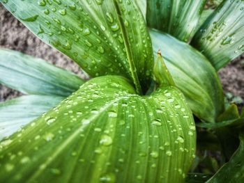 Close-up of raindrops on leaves