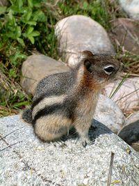 Golden-mantled ground squirrel, photpgraphed in banff national park, canada