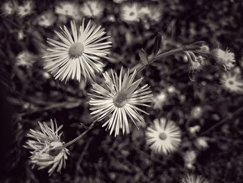 Close-up of flowers blooming outdoors