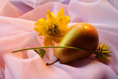 Close-up of yellow flower on plant