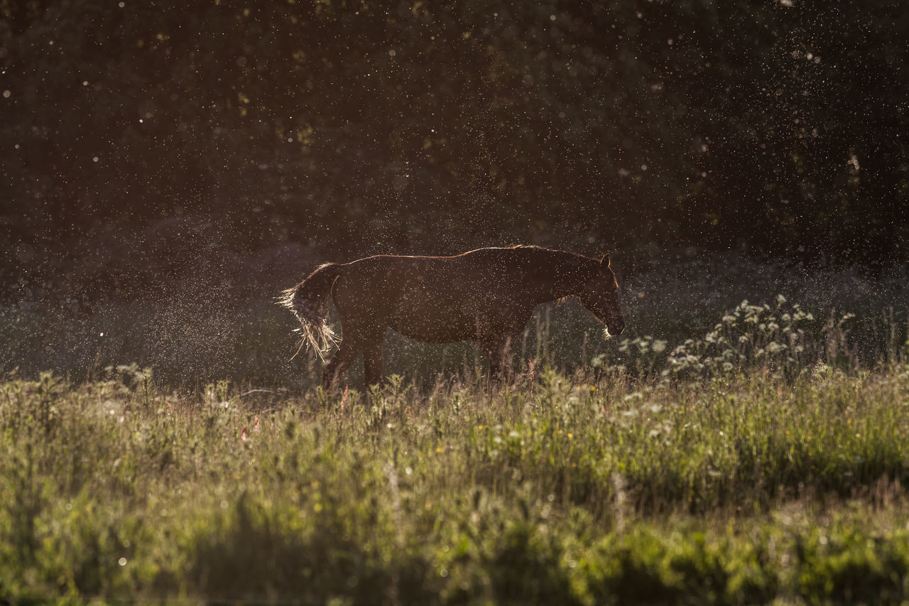 Free running horses