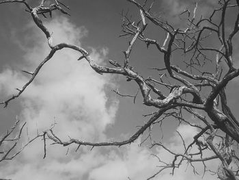 Low angle view of bare tree against sky