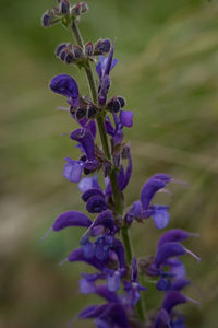 Close-up of purple flowering plant