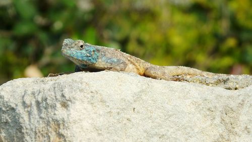 Close-up of lizard on rock