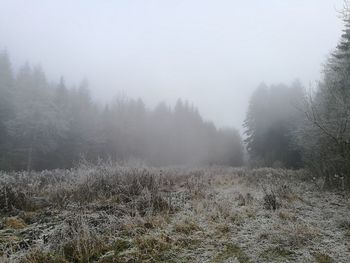 Trees on snow covered land against sky