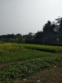 Scenic view of field against clear sky