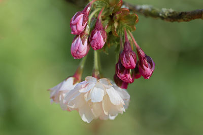 Close-up of pink flowering plant