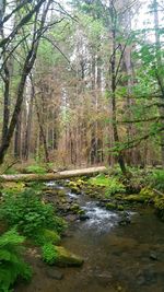 Stream flowing in forest