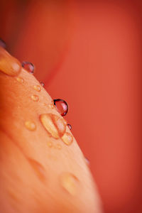 Close-up of water drop on flower petal