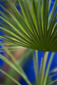 Close-up of palm leaf