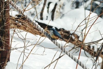 Close-up of bird perching on bare tree during winter