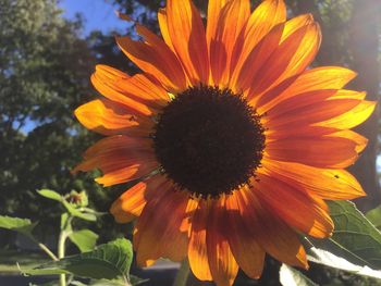 Close-up of fresh sunflower blooming outdoors