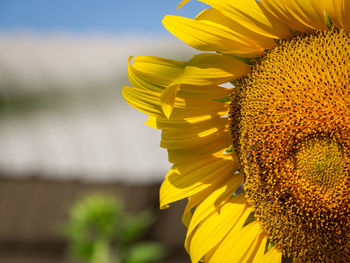 Close-up of sunflower