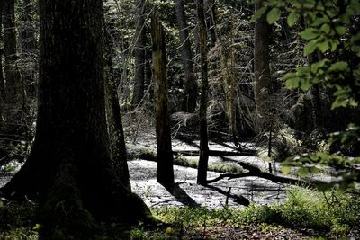 Trees in forest