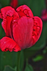 Close-up of red hibiscus blooming outdoors