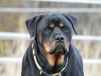 Close-up portrait of black dog