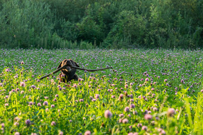 Dog on field