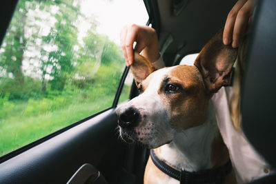 Funny dog with big ears in the car by the window