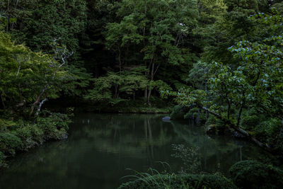 Scenic view of lake amidst trees in forest