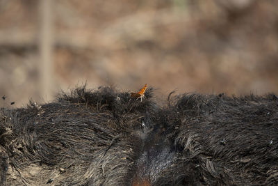 Close-up of horse