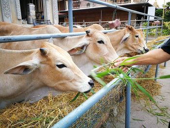 Close-up of cow