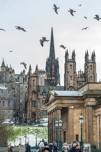 Birds flying in a city
