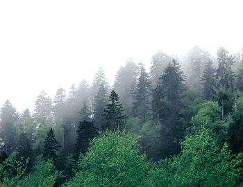 Trees in forest against sky