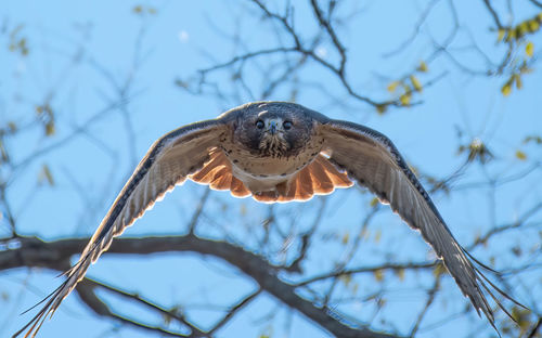 Adult Peregrine