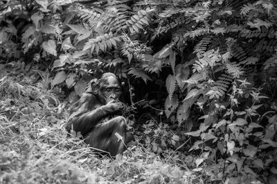 Portrait of monkey sitting on field