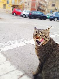 Cat on street