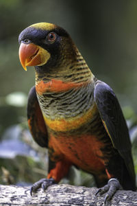 Close-up of parrot