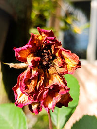 Close-up of wilted rose in autumn leaves
