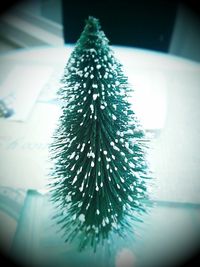 Close up of plant against blurred background