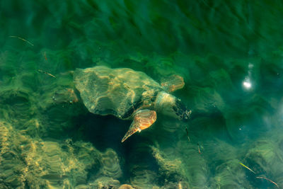 Fish swimming in sea