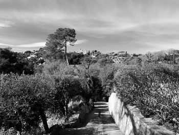 Footpath amidst trees against sky