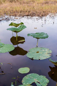 Water lily plant in a pond landscape