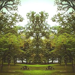 Trees on grassy field