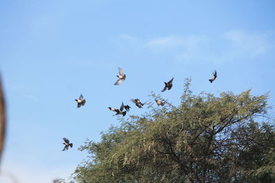 Low angle view of birds flying against sky
