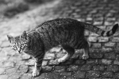 Portrait of cat walking outdoors