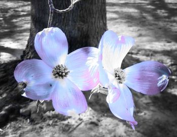 Close-up of purple flowers