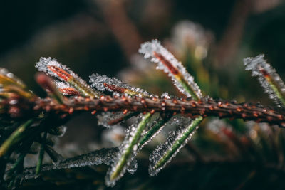 Close-up of lizard on plant during winter