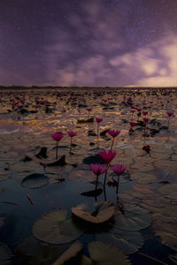 Scenic view of lake against sky at night